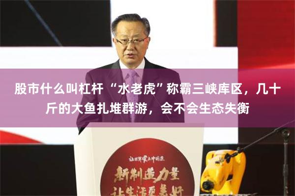 股市什么叫杠杆 “水老虎”称霸三峡库区，几十斤的大鱼扎堆群游，会不会生态失衡